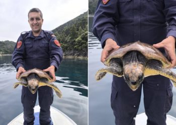 Ona je doista prava sretnica: Kornjačica spašena kod Mljeta, dobila je novu priliku za slobodan život kod Visa (VIDEO)