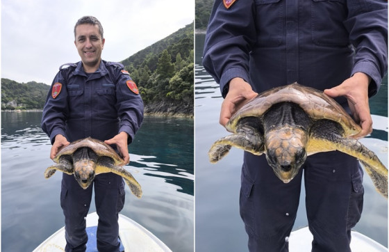 Ona je doista prava sretnica: Kornjačica spašena kod Mljeta, dobila je novu priliku za slobodan život kod Visa (VIDEO)