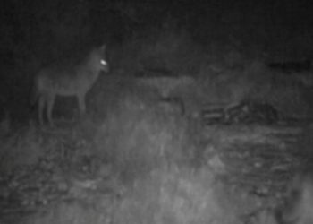 Oni siju strah u dijelu Dalmacije. Pogledajte što sve rade