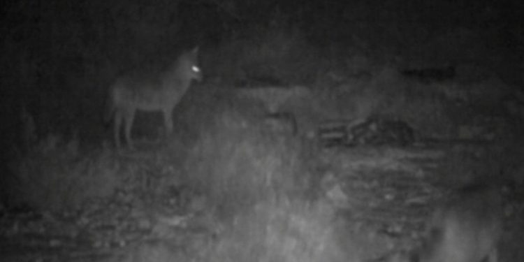 Oni siju strah u dijelu Dalmacije. Pogledajte što sve rade