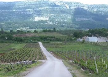 POBUNA VINOGRADARA Brza cesta na Pelješcu gradit će se kroz vinograde tradicionalnih sorti, podignute europskim novcem