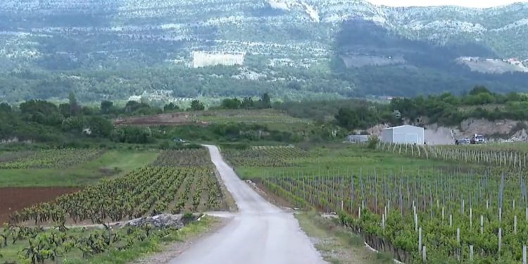 POBUNA VINOGRADARA Brza cesta na Pelješcu gradit će se kroz vinograde tradicionalnih sorti, podignute europskim novcem