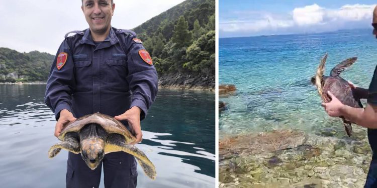 PUT SREĆE Priča o spašavanju i slobodi morske kornjače na Mljetu