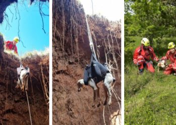 Pas upao u jamu, pogledajte kako su ga HGSS-ovci izvukli