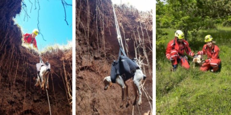 Pas upao u jamu, pogledajte kako su ga HGSS-ovci izvukli