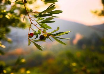 Pet čudesnih prirodnih lijekova iz Biblije koje moderna znanost potvrđuje