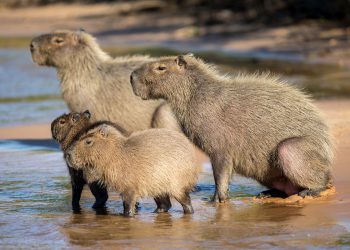 Policija zaplijeni pet kapibara i pukne kokain nakon jurnjave automobila