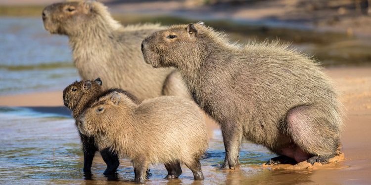 Policija zaplijeni pet kapibara i pukne kokain nakon jurnjave automobila
