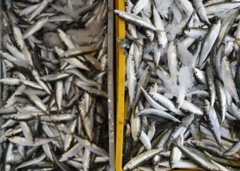 Primorska mjesta mogla bi ovog ljeta ostati bez svojih ribarskih fešti