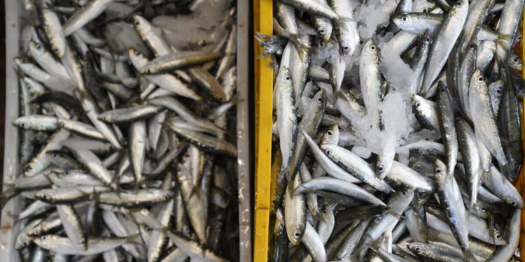 Primorska mjesta mogla bi ovog ljeta ostati bez svojih ribarskih fešti