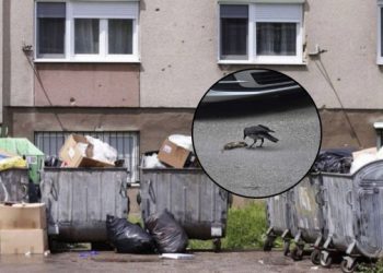 Proglašena epidemija leptospiroze u Kantonu Sarajevo