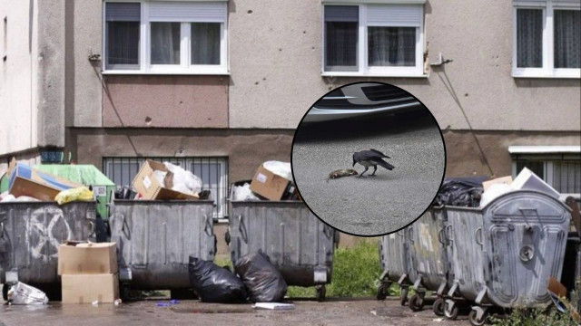 Proglašena epidemija leptospiroze u Kantonu Sarajevo