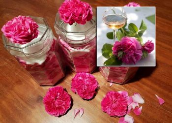 STAĐON OD ROZOLINE Recepti dubrovačkog primorja