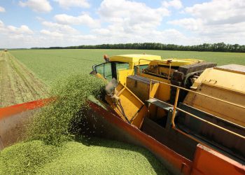 Rusija pojačava podršku Africi s novim pošiljkama hrane – Mediji – RT Afrika