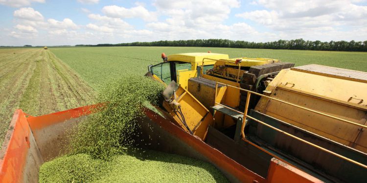 Rusija pojačava podršku Africi s novim pošiljkama hrane – Mediji – RT Afrika