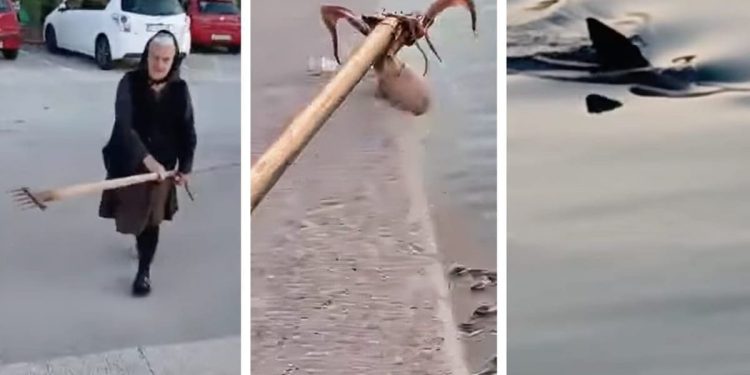 SCENA IZ TISNOG ZA PAMĆENJE Baka, hobotnica i morski pas…