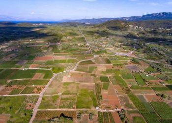 STAROGRADSKO POLJE Faros na tanjuru: Torta kakvu nisu te kušali – ovo je recept za Zeusov desert