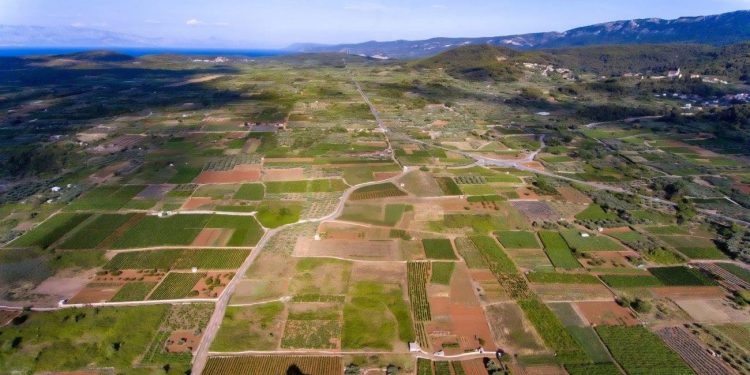 STAROGRADSKO POLJE Faros na tanjuru: Torta kakvu nisu te kušali – ovo je recept za Zeusov desert