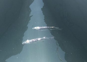 ŠTO IM SE DOGODILO? Dva ošamućena cipla danima se vrte na istom mjestu u splitskoj lučici