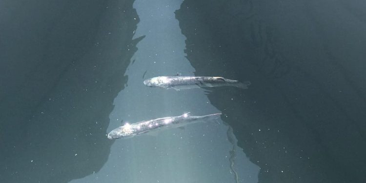 ŠTO IM SE DOGODILO? Dva ošamućena cipla danima se vrte na istom mjestu u splitskoj lučici