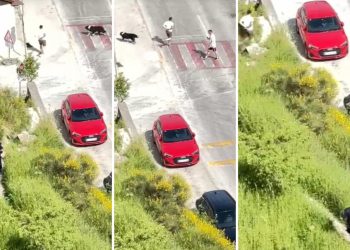 Slobodna Dalmacija – Ludi video! Pogledajte kako policajac pokušava sustići navijača koji bježi s lisicama. Ali show je ukrao čovjek s psom