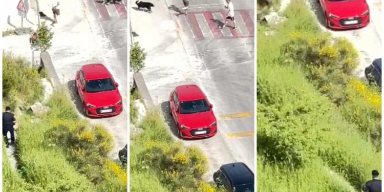 Slobodna Dalmacija – Ludi video! Pogledajte kako policajac pokušava sustići navijača koji bježi s lisicama. Ali show je ukrao čovjek s psom