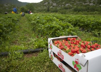 Slobodna Dalmacija – Ojađeni jagodari Vrgorske krajine: ‘Podvaljuju grčku jagodu pod vrgoračku, ubit će nas…’ Srozala se i otkupna cijena