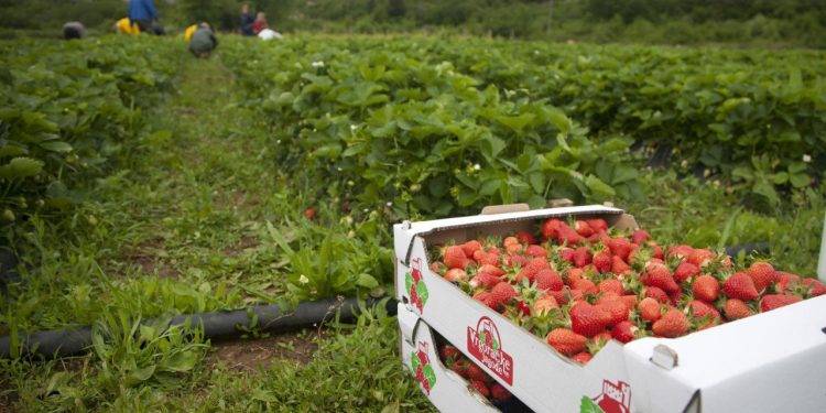 Slobodna Dalmacija – Ojađeni jagodari Vrgorske krajine: ‘Podvaljuju grčku jagodu pod vrgoračku, ubit će nas…’ Srozala se i otkupna cijena