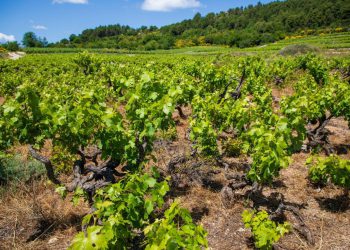 Slobodna Dalmacija – Politika popustila pod pritiskom, pobuna vinogradara i mještana natjerala županiju na promjenu smjera ceste!