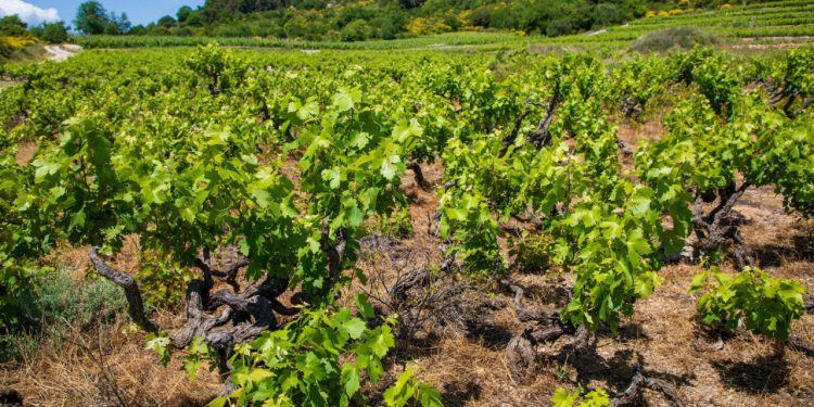 Slobodna Dalmacija – Politika popustila pod pritiskom, pobuna vinogradara i mještana natjerala županiju na promjenu smjera ceste!