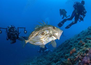 Slobodna Dalmacija – Splitska ustanova nudi posao iz snova na ovom otoku; ukoliko ste spremni na novi korak u životu, pročitajte detalje…