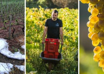 Slobodna Dalmacija – Tuča na Korčuli uništila urod Pošipa: ‘Berbe neće ni biti, pit ćete vino ako ga je još ostalo od lani…’