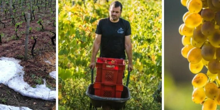 Slobodna Dalmacija – Tuča na Korčuli uništila urod Pošipa: ‘Berbe neće ni biti, pit ćete vino ako ga je još ostalo od lani…’