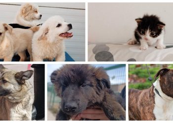 Slobodna Dalmacija – Život su proveli ili u patnji ili u čekanju. Žac se godinama nada domu, ali zbog njegove vanjštine nitko ga ne želi…