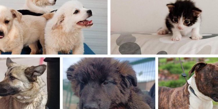 Slobodna Dalmacija – Život su proveli ili u patnji ili u čekanju. Žac se godinama nada domu, ali zbog njegove vanjštine nitko ga ne želi…