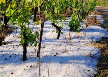 Smokviške vinograde pogodila ogromna tuča, upitna sudbina čuvenog pošipa