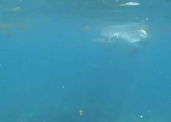 Ronioci doživjeli zastrašujući susret s morskim psom: "Odlučio im je uzeti ribu!"