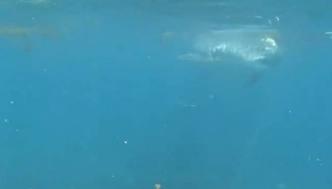 Ronioci doživjeli zastrašujući susret s morskim psom: "Odlučio im je uzeti ribu!"