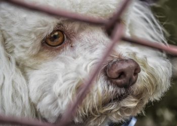Split obećao izgradnju gradskog skloništa za napuštene i oduzete životinje