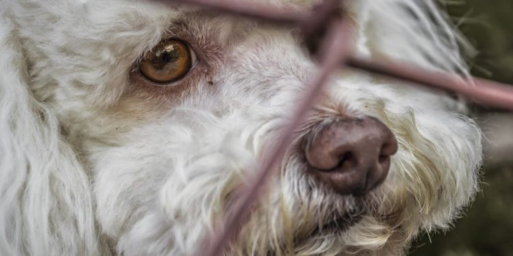 Split obećao izgradnju gradskog skloništa za napuštene i oduzete životinje