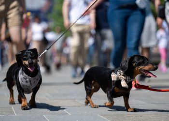Stotine jazavaca spuštaju se na park radi pokušaja rekorda
