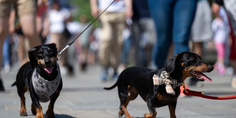Stotine jazavaca spuštaju se na park radi pokušaja rekorda