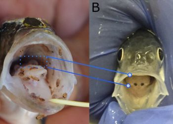 Stručnjak s Instituta za oceanografiju objavio važan rad u uglednom svjetskom časopisu o nametnicima na uzgojenoj ribi, posebno oradama i brancinima!