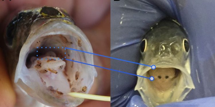 Stručnjak s Instituta za oceanografiju objavio važan rad u uglednom svjetskom časopisu o nametnicima na uzgojenoj ribi, posebno oradama i brancinima!