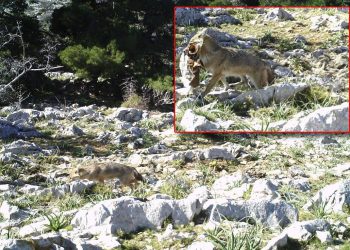 TEROR ČAGLJEVA NA KORNATIMA Od kad su doplivali na otoke, zavladali su arhipelagom