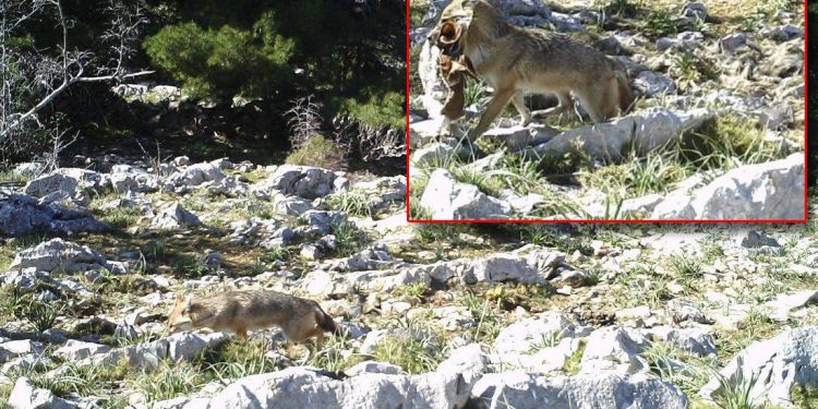 TEROR ČAGLJEVA NA KORNATIMA Od kad su doplivali na otoke, zavladali su arhipelagom