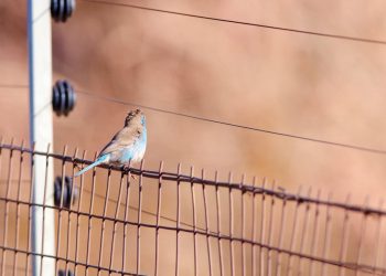 Tajanstvena eksplodirajući epidemiju ptica ‘zastrašujuća’ susjedstvo u zaljevu