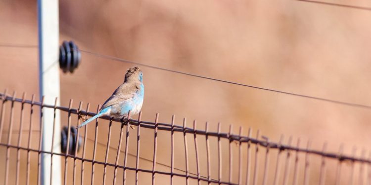 Tajanstvena eksplodirajući epidemiju ptica ‘zastrašujuća’ susjedstvo u zaljevu