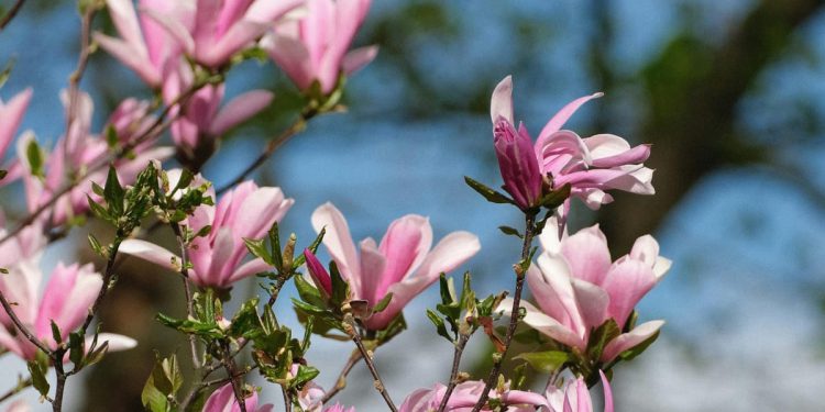 Travanj je bio iznadprosječno topao i vrlo promjenjiv, a Zoran Vakula otkriva i što nas čeka u svibnju!