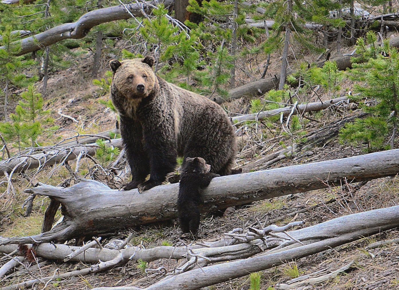 Grizzly medvjed i mladunče u Nacionalnom parku Yellowstone